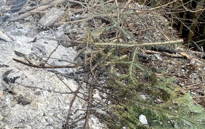 01 / 2020 Kleinbrand Linach