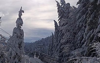 11 / 2021 Baum in Hochspannungsleitung